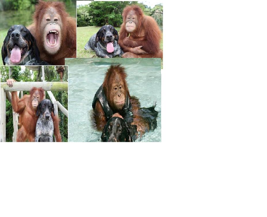 The Orangutan and Dog