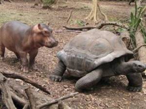 hippo and tortoise 1