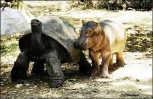 hippo and tortoise 2