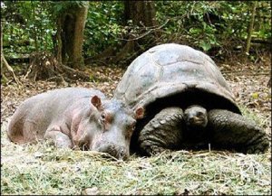 hippo and tortoise 3