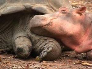 hippo and tortoise 6