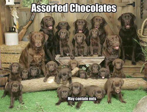 asst chocolates