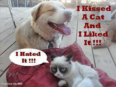 i kiss a cat