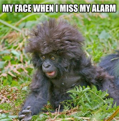 miss the alarm