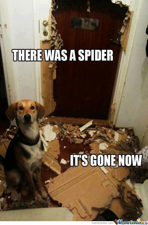 spider dog