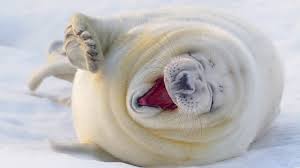 laughing seal