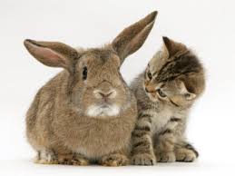 kitty and bunny