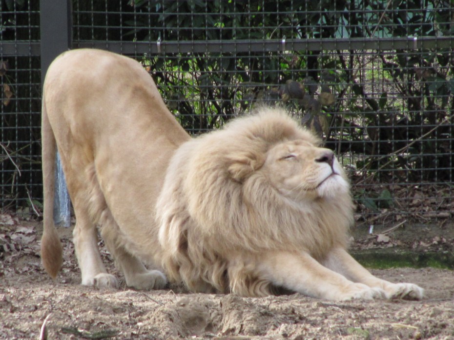 lion stretching