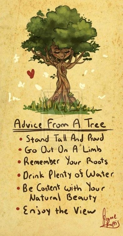 advice from a tree