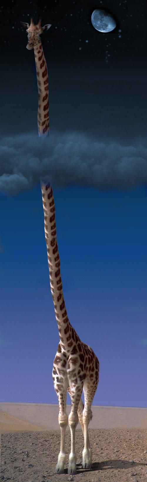 forgot about the flowers