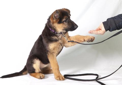 puppy training
